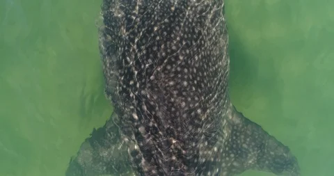 Whale shark aerials 库存影片 87574213