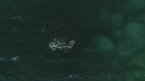 Whale shark aerials Stock Footage 200585686