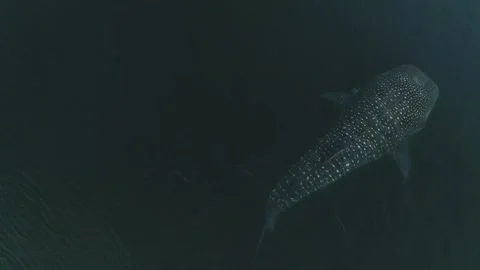 Whale shark aerials Stock Footage 200585918