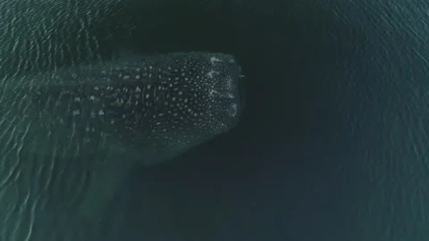 Whale shark aerials Stock Footage 200586205