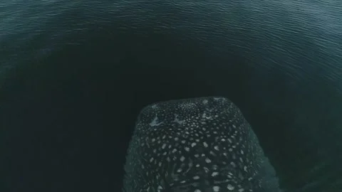 Whale shark aerials Stock Footage 200586219