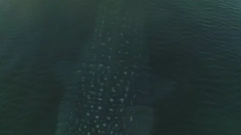 Whale shark aerials Stock Footage 200586627