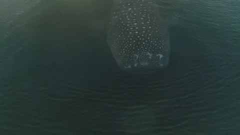Whale shark aerials Stock Footage 200586655