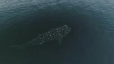 Whale shark aerials Stock Footage 200586913