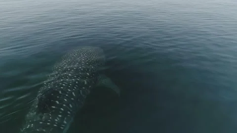 Whale shark aerials Stock Footage 200587119