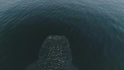 Whale shark aerials Stock Footage 200587128