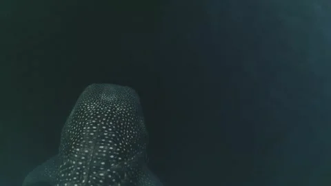 Whale shark aerials Stock Footage 200587386