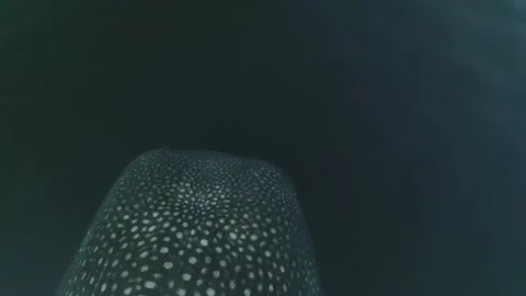 Whale shark aerials Stock Footage 200587413