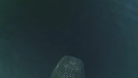Whale shark aerials Stock Footage 200587674
