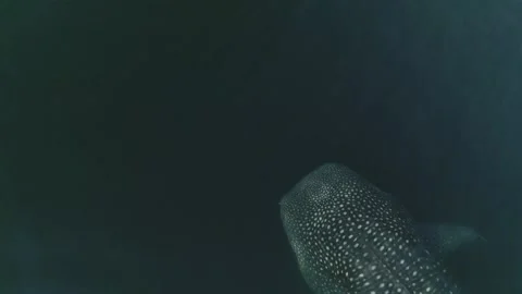 Whale shark aerials Stock Footage 200587813