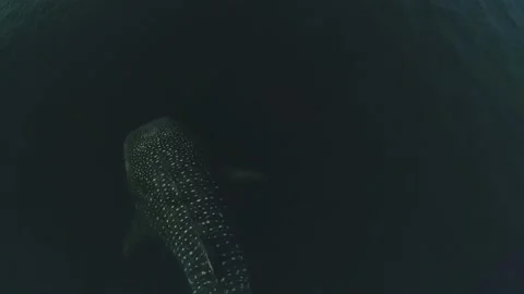 Whale shark aerials Stock Footage 200587943