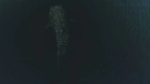 Whale shark aerials Stock Footage 200588252