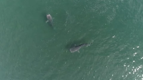 Whale shark aerials Stock Footage 302826127
