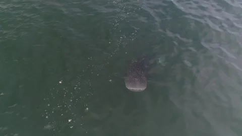 Whale shark aerials Stock Footage 302826136