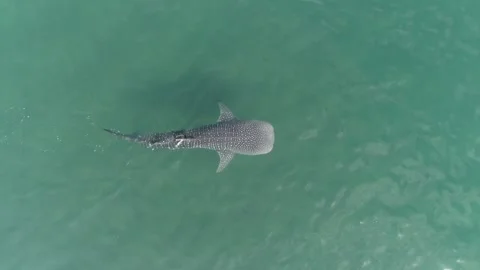 Whale shark aerials Stock Footage 302826218