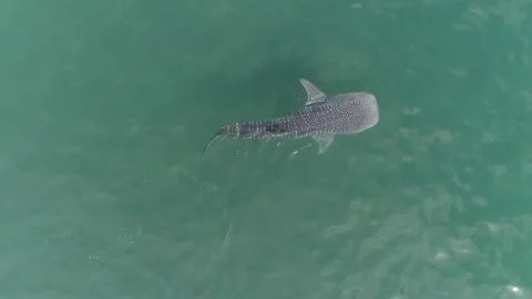 Whale shark aerials Stock Footage 302826241