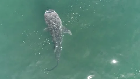 Whale shark aerials Stock Footage 302826544