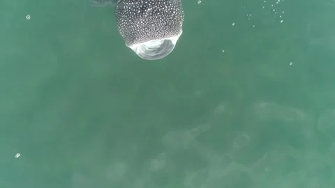 Whale shark aerials Stock Footage 302826633