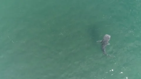 Whale shark aerials Stock Footage 302826644