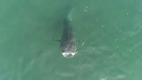 Whale shark aerials Stock Footage 302826690