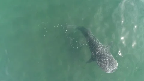 Whale shark aerials Stock Footage 302826713