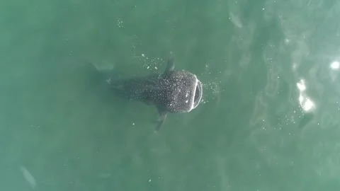 Whale shark aerials Stock Footage 302826778