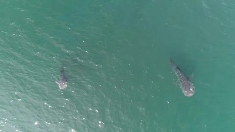 Whale shark aerials Stock Footage 302826824
