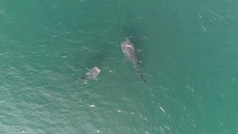 Whale shark aerials Stock Footage 302826847