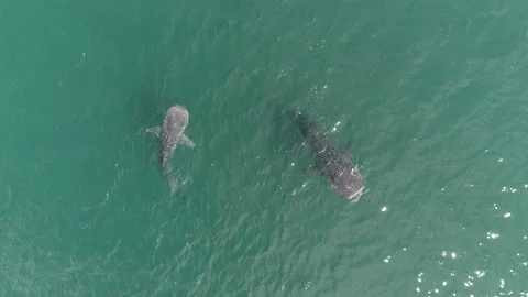 Whale shark aerials Stock Footage 302826897