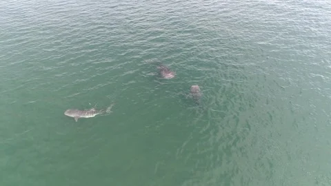 Whale shark aerials Stock Footage 302826994