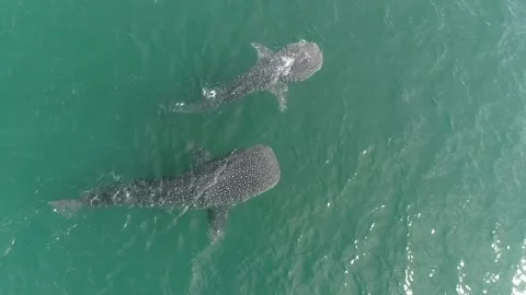 Whale shark aerials Stock Footage 302827007