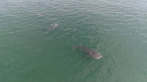 Whale shark aerials Stock Footage 302827039