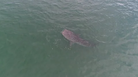Whale shark aerials Stock Footage 302827090