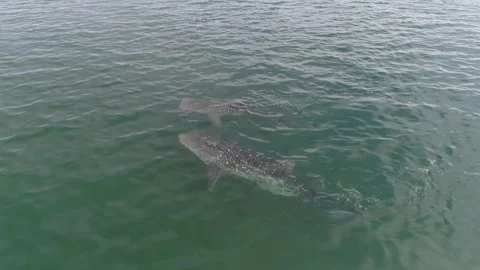 Whale shark aerials Stock Footage 302827110