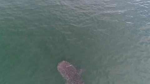 Whale shark aerials Stock Footage 302827145