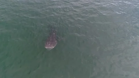 Whale shark aerials Stock Footage 302827155