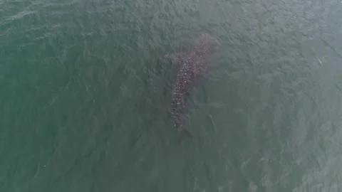 Whale shark aerials Stock Footage 302827181