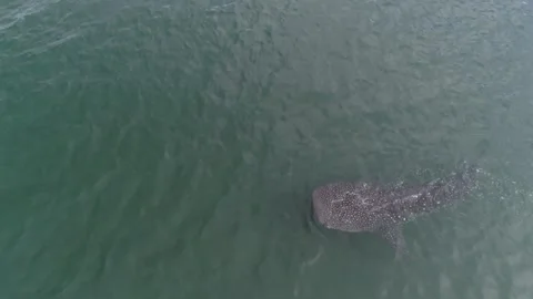 Whale shark aerials Stock Footage 302827208
