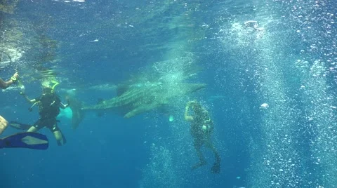 Whale shark and bubbles Stock Footage 68218326