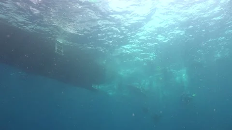 Whale shark and bubbles Stock Footage 68916991