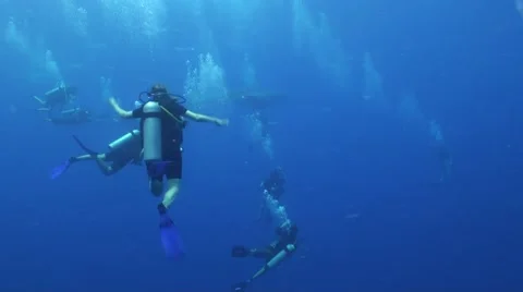 Whale shark and divers Stock Footage 41052872