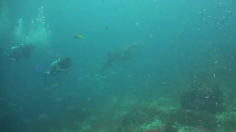 Whale shark and divers Stock Footage 54319035