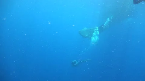 Whale shark and divers Stock Footage 67117708