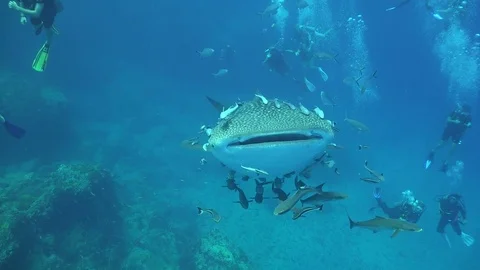 Whale shark and divers Stock Footage 80196276