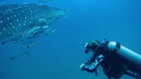 Whale shark and divers Stock Footage 239160207