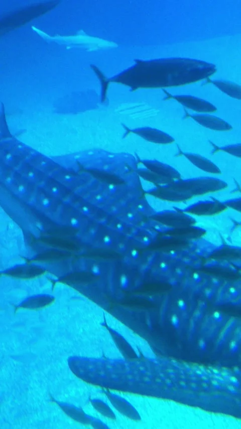 Whale shark and school of various tropical fish swimming underwater. 4K 스톡 동영상 333665373