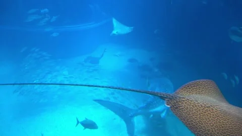 The Whale shark and school of various tropical fish swimming underwater. 4K 库存影片 335263945