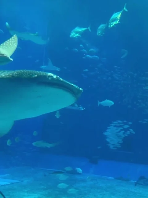 Whale Shark And Spotted Eagle Ray Swimming In Aquarium Stock Footage 341133820