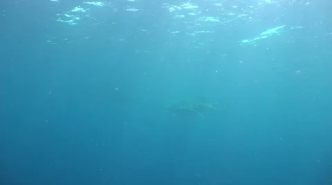 Whale shark and sun Stock Footage 68935537