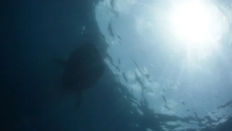 Whale Shark and Sunlight KipEvans 2128 Stock Footage 87756932